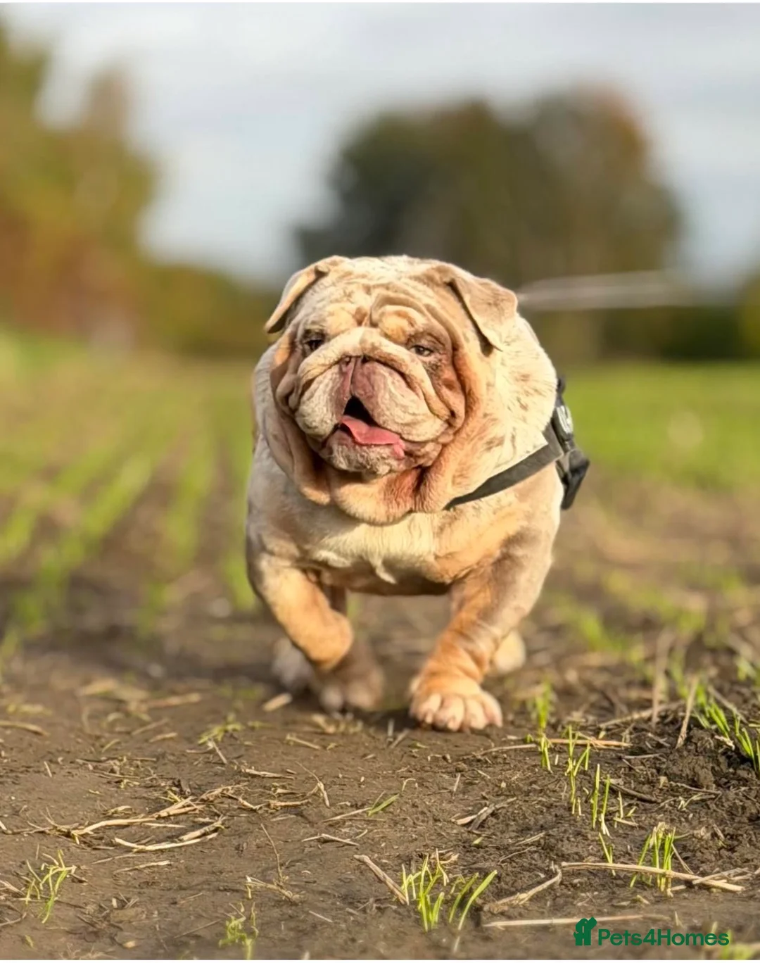 English Bulldog dogs for sale: Beautiful English bulldog pup - Advert 11