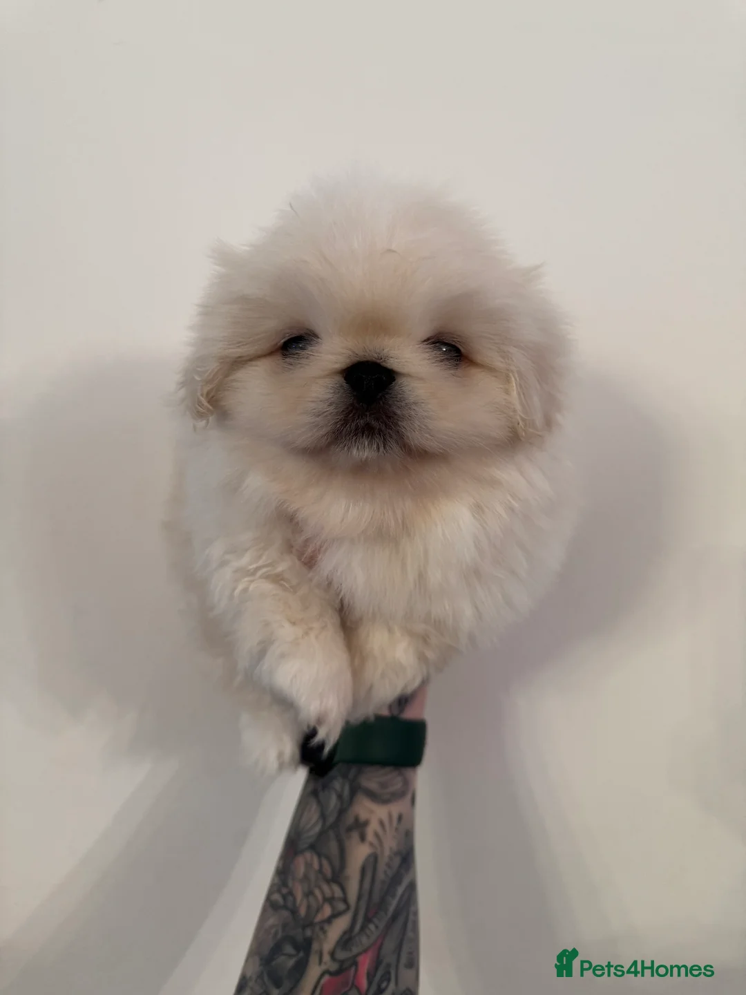 Pekingese dogs for sale: Pekingese puppy - Advert 2