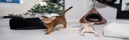 Abyssinian cats for sale: Super Cuddling Boy Champion Line 🏆 Silver Black - Advert 37