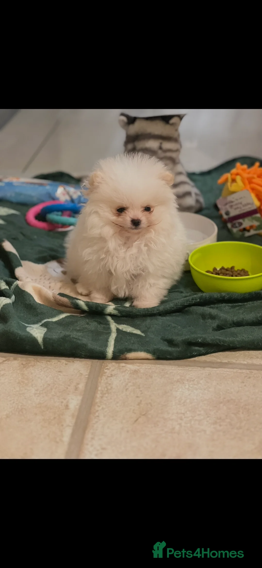 Pomeranian dogs for stud: TeddyBear Pomeranian for STUD - Advert 6