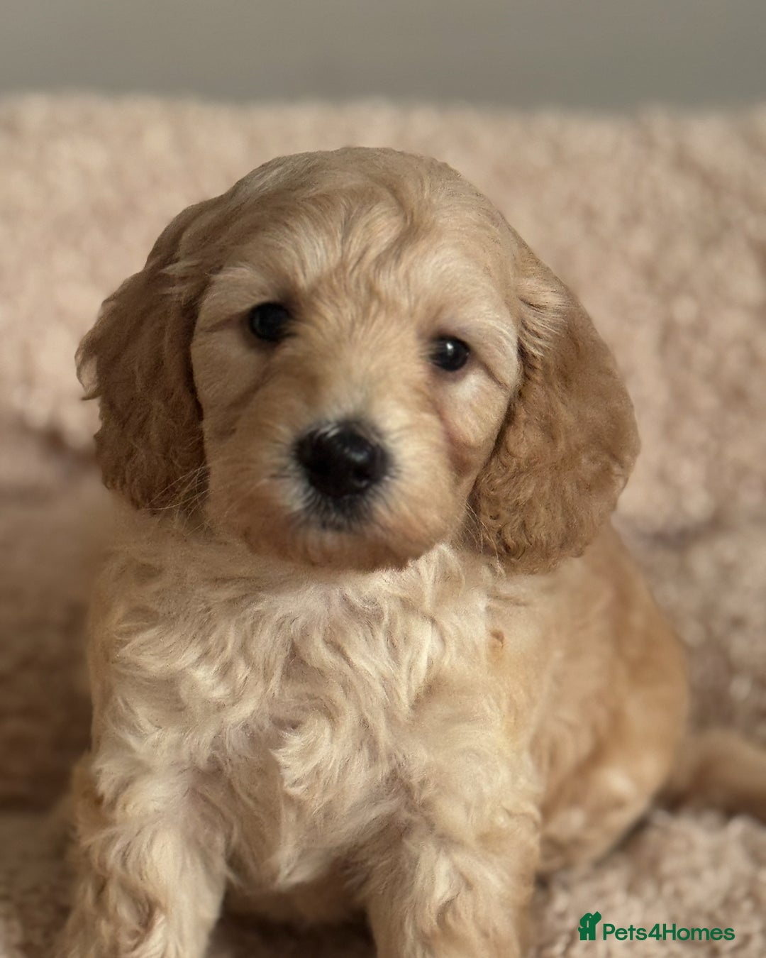 Cockapoo dogs for sale: stunning litter of cockapoo puppies  - Image 4