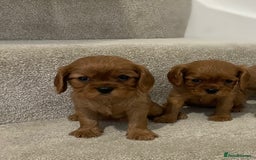 Cavalier King Charles Spaniel dogs for sale: Cavalier King Charles  - Image 36