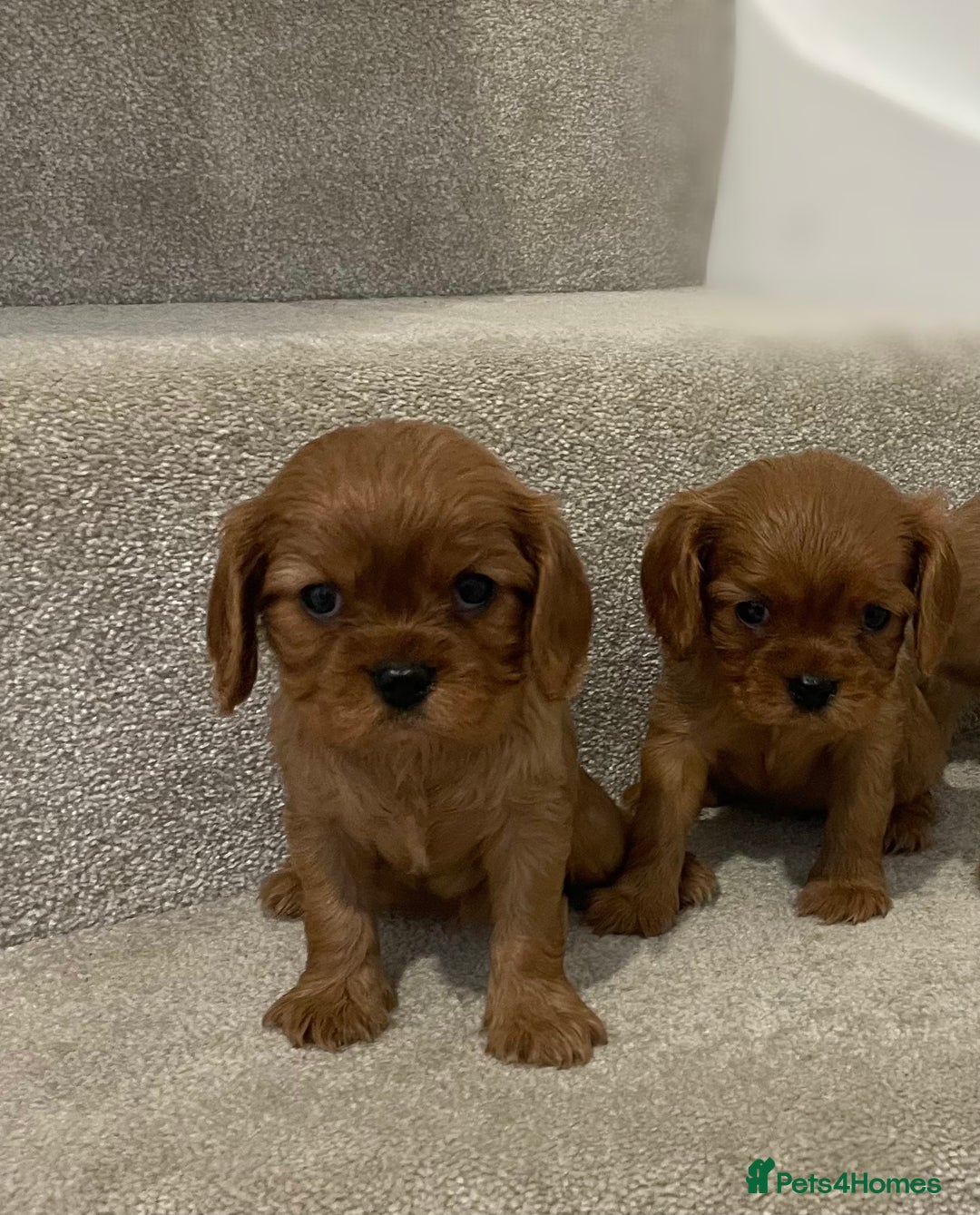 Cavalier King Charles Spaniel dogs for sale: Cavalier King Charles  - Image 36