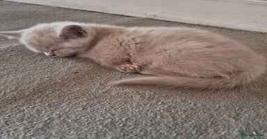 British Shorthair cats - Advert 9