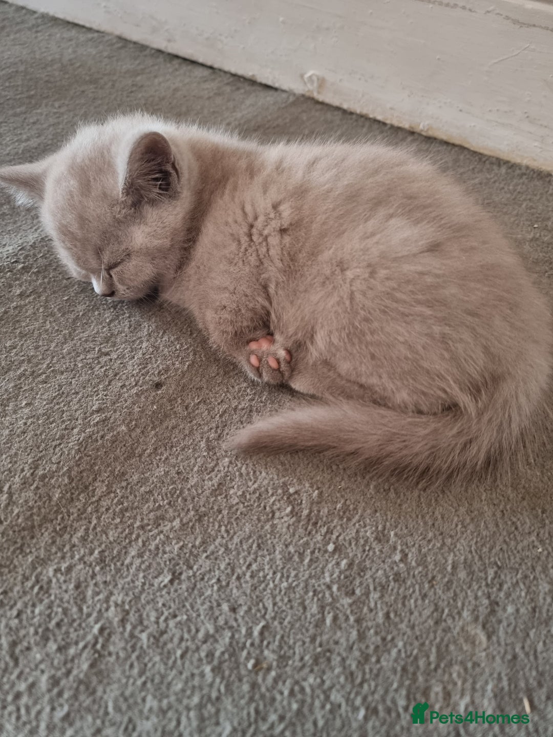 British Shorthair cats for sale: British short hair kittens for sale  - Image 3