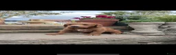 Labradoodle dogs for sale: Exceptional, traditional F1 Labradoodles - Advert 18