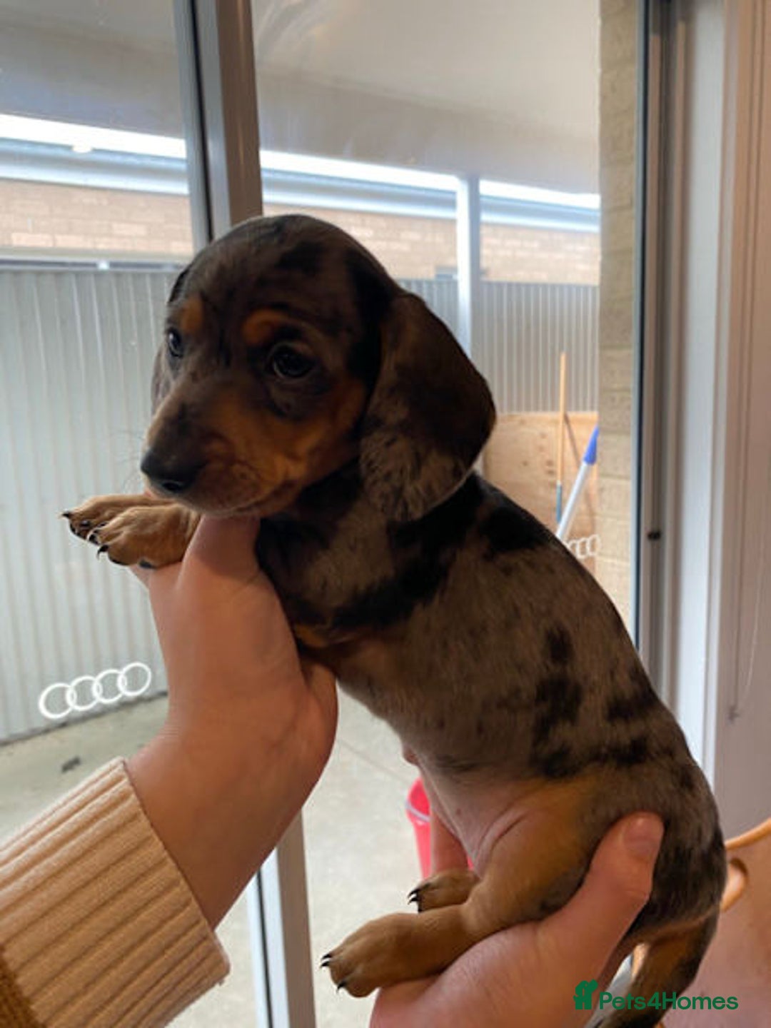 Miniature Dachshund dogs for sale: Forever home mini doxies for perfect families - Image 7