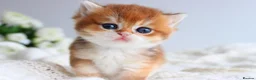 Scottish Fold cats for sale: Rare & Exclusive Golden Chinchilla Babies  - Advert 2