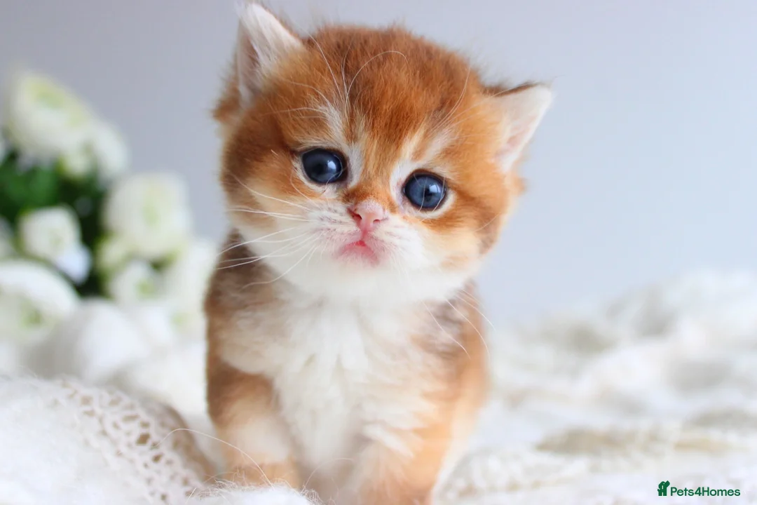 Scottish Fold cats for sale: Rare & Exclusive Golden Chinchilla Babies  - Advert 2