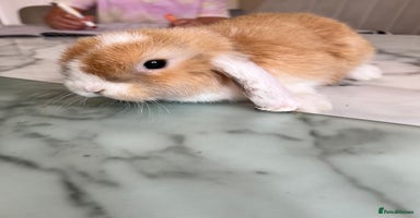 Mini Lop rabbits - Advert 13