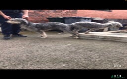 Bedlington Terrier dogs for stud: Bedlington terrier for stud in Barnsley - Image 8