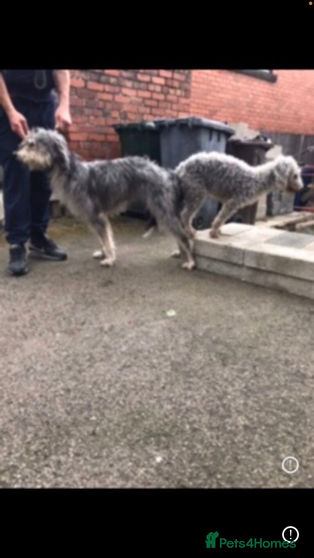 Bedlington Terrier dogs for stud: Bedlington terrier for stud in Barnsley - Image 8