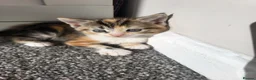 Mixed Breed cats for sale: 1 male 1 female long haired kitten - Advert 3