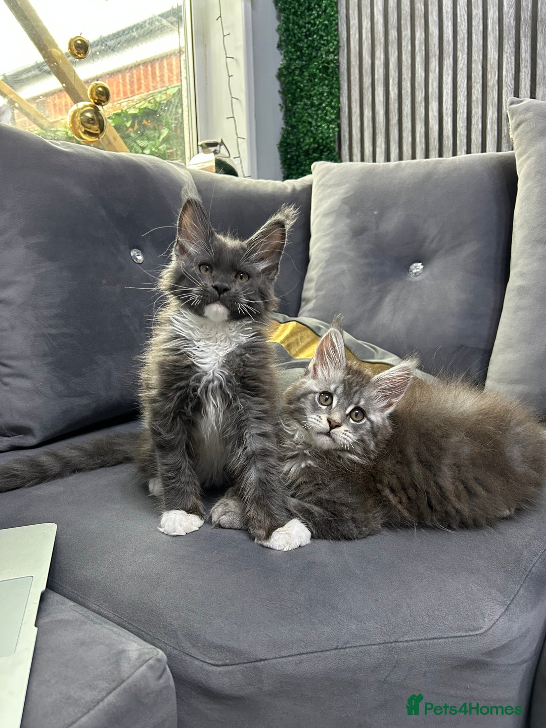 Maine Coon cats for sale: Maine Coon kitten  - Image 6