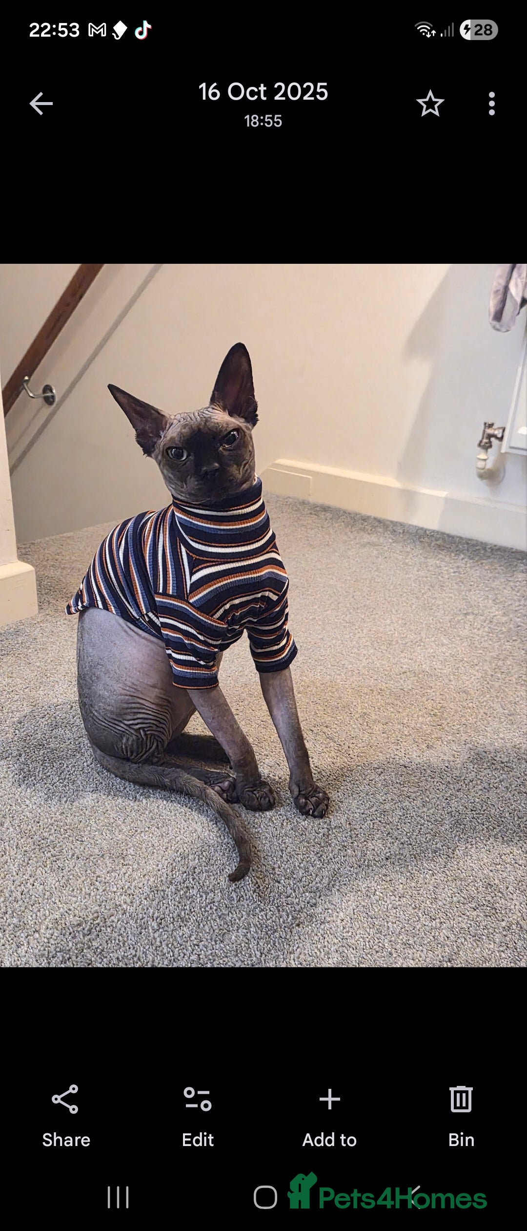 Sphynx cats for sale: 1 year old male sphynx  - Advert 1