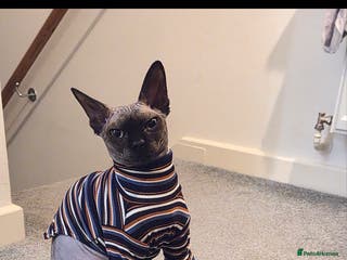 Sphynx cats 1 year old male sphynx - Advert 2