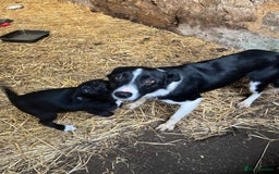 Border Collie dogs for sale: Beautiful farm bred border collie pups - Image 4