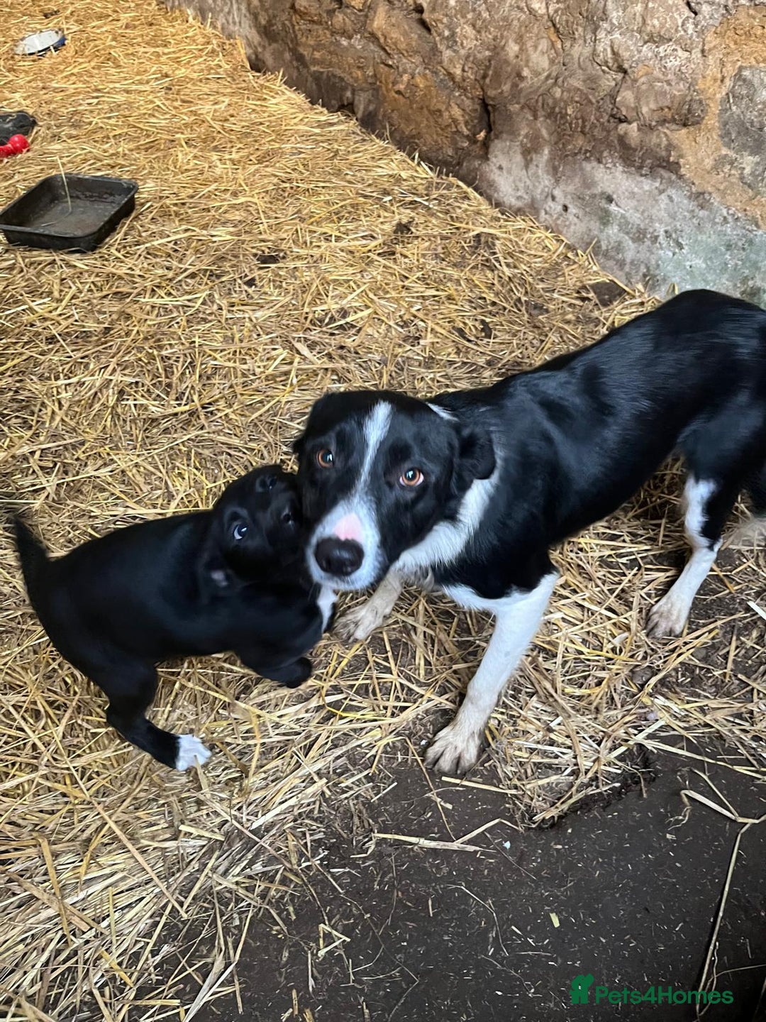 Border Collie dogs for sale: Beautiful farm bred border collie pups - Image 4