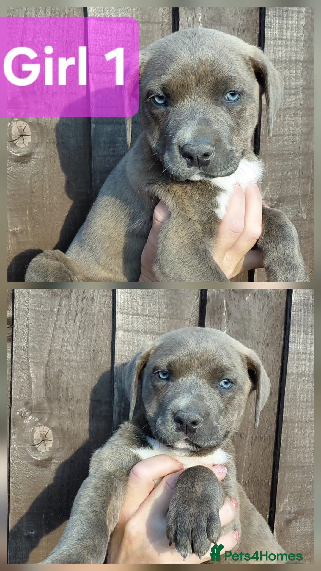Mixed Breed dogs Stunning Bullmastiff x Pups - Advert 2
