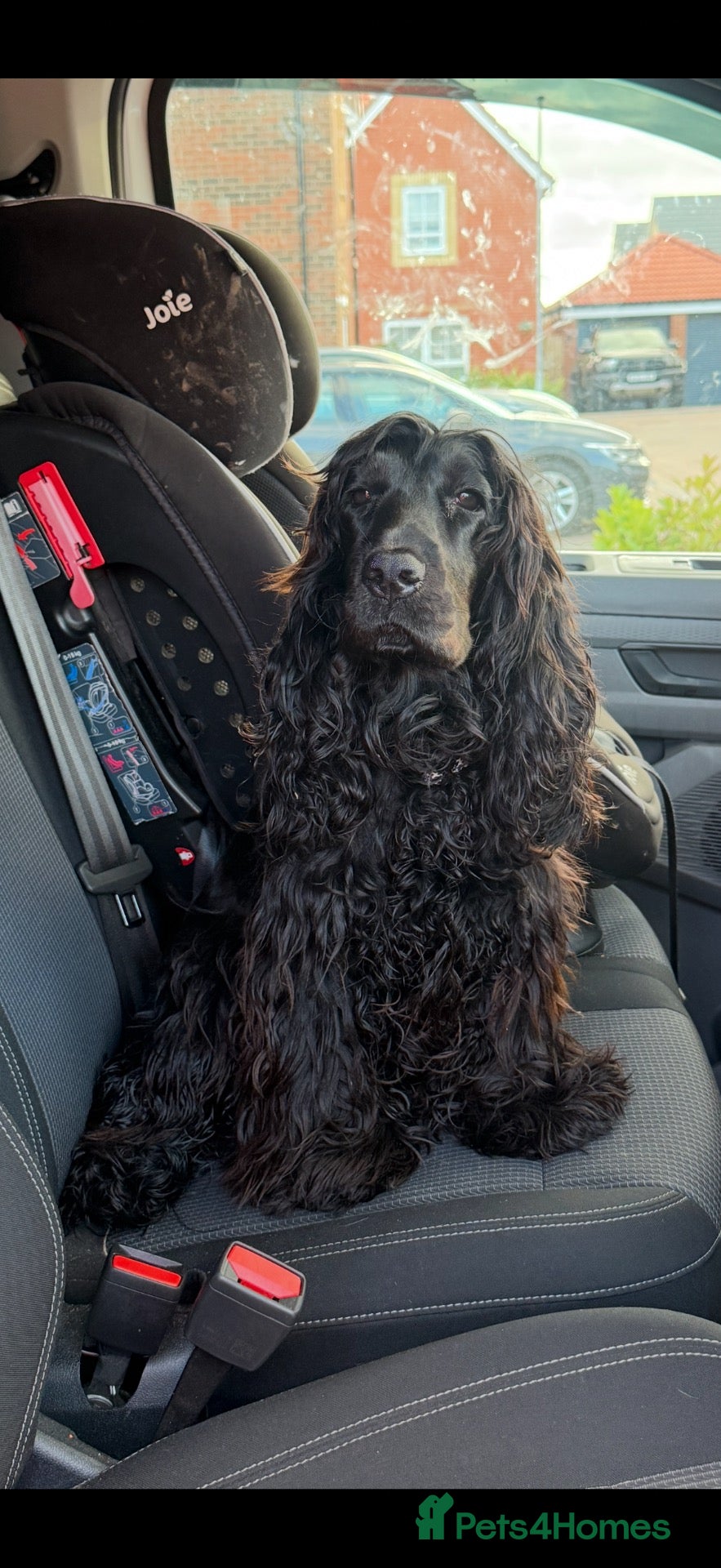 Cocker Spaniel dogs Show cocker for sale - Advert 11