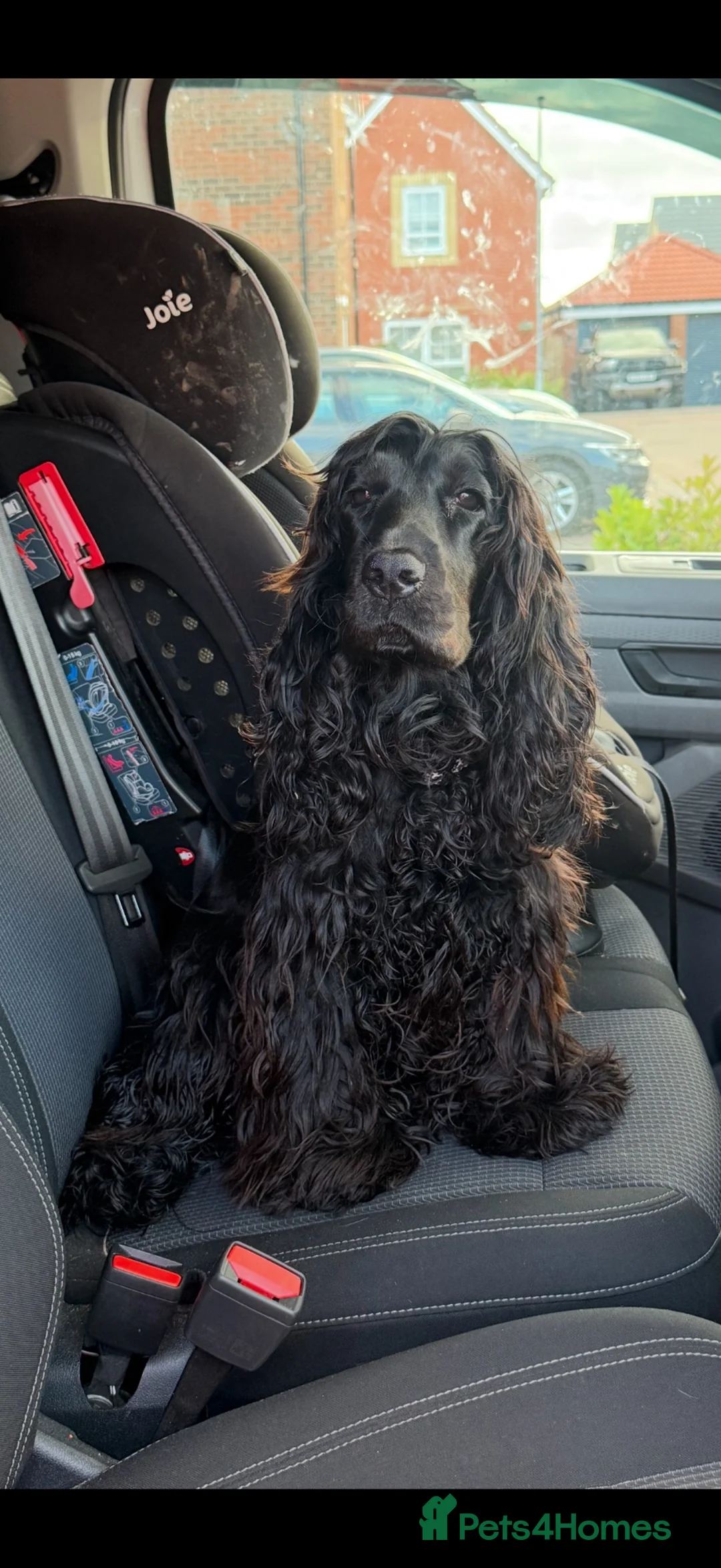 Cocker Spaniel dogs for sale: Show cocker for sale - Advert 1