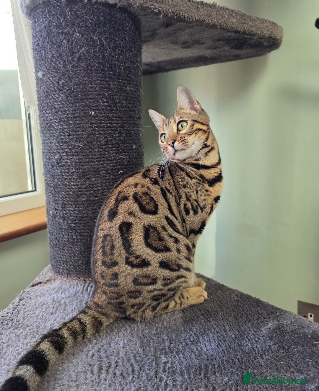 Bengal cats for sale:  Outstanding Quality Bengal kittens ready to leave - Image 6