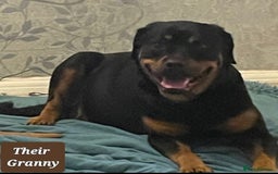 Mixed Breed dogs for sale: A stunning litter of gsd x rottie x mastiff pups  - Image 19
