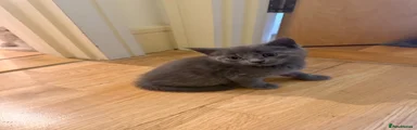 Loki