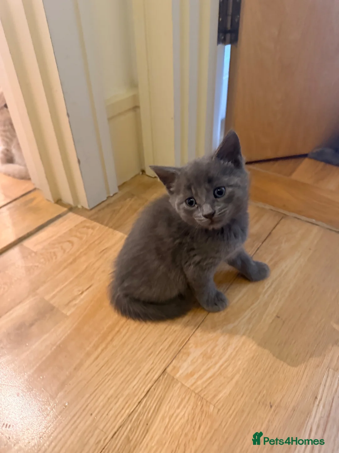 Mixed Breed cats for sale: Adorable 6-Week-Old Kittens Ready for Loving Home - Advert 32