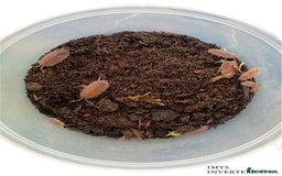 Isopods invertebrates for sale: MANY DIFFERENT ISOPOD SPECIES HAPPY TO SHIP - Image 7