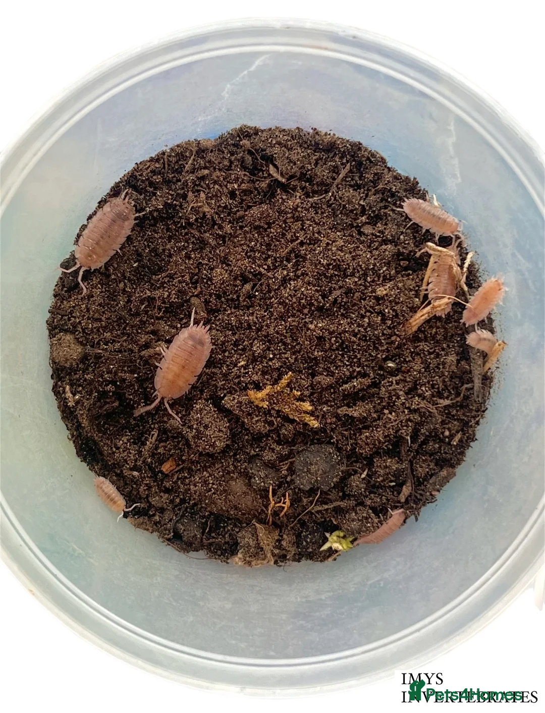 Isopods invertebrates for sale: MANY DIFFERENT ISOPOD SPECIES HAPPY TO SHIP - Advert 7
