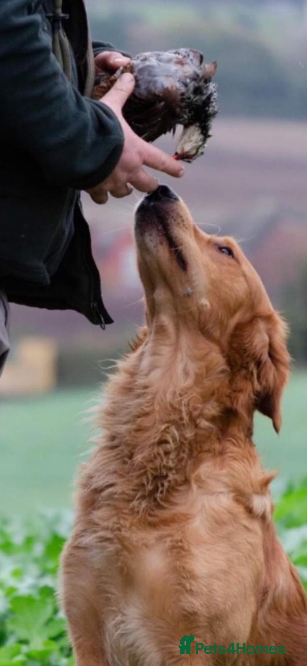 Golden Retriever dogs for sale: Golden retriever puppies  - Advert 11