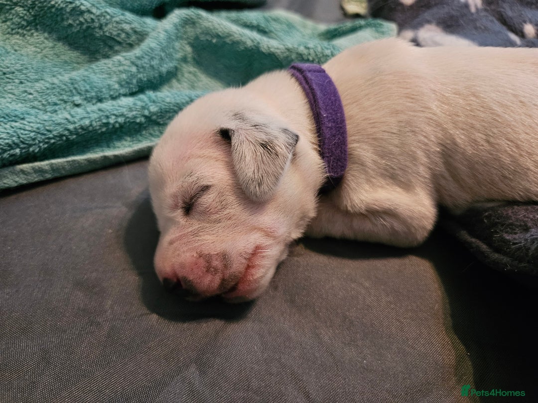 Dalmatian dogs for sale: beautiful dalmatian puppies - Advert 10