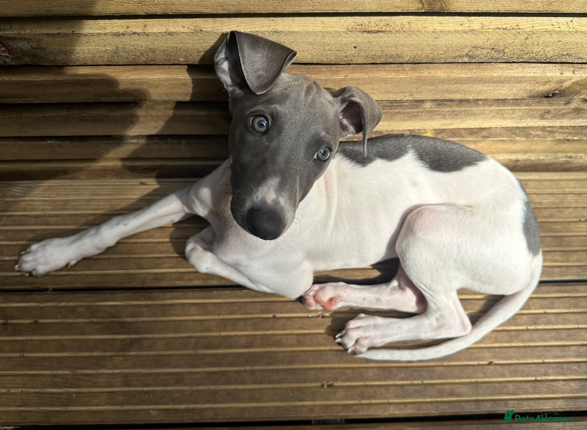 Mixed Breed dogs 🐾Reduced £875🐾Last Boy!!!Italian x whippet pups! - Advert 2