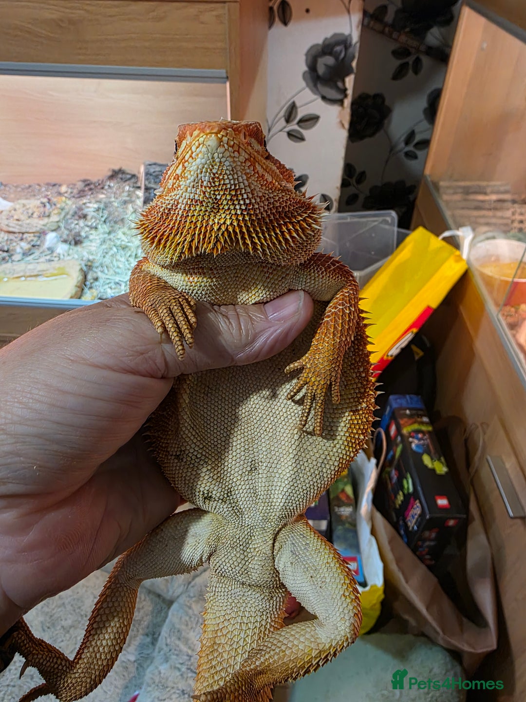 Bearded Dragon reptiles for sale: Hypo Red leatherback bearded dragon for rehoming - Image 4