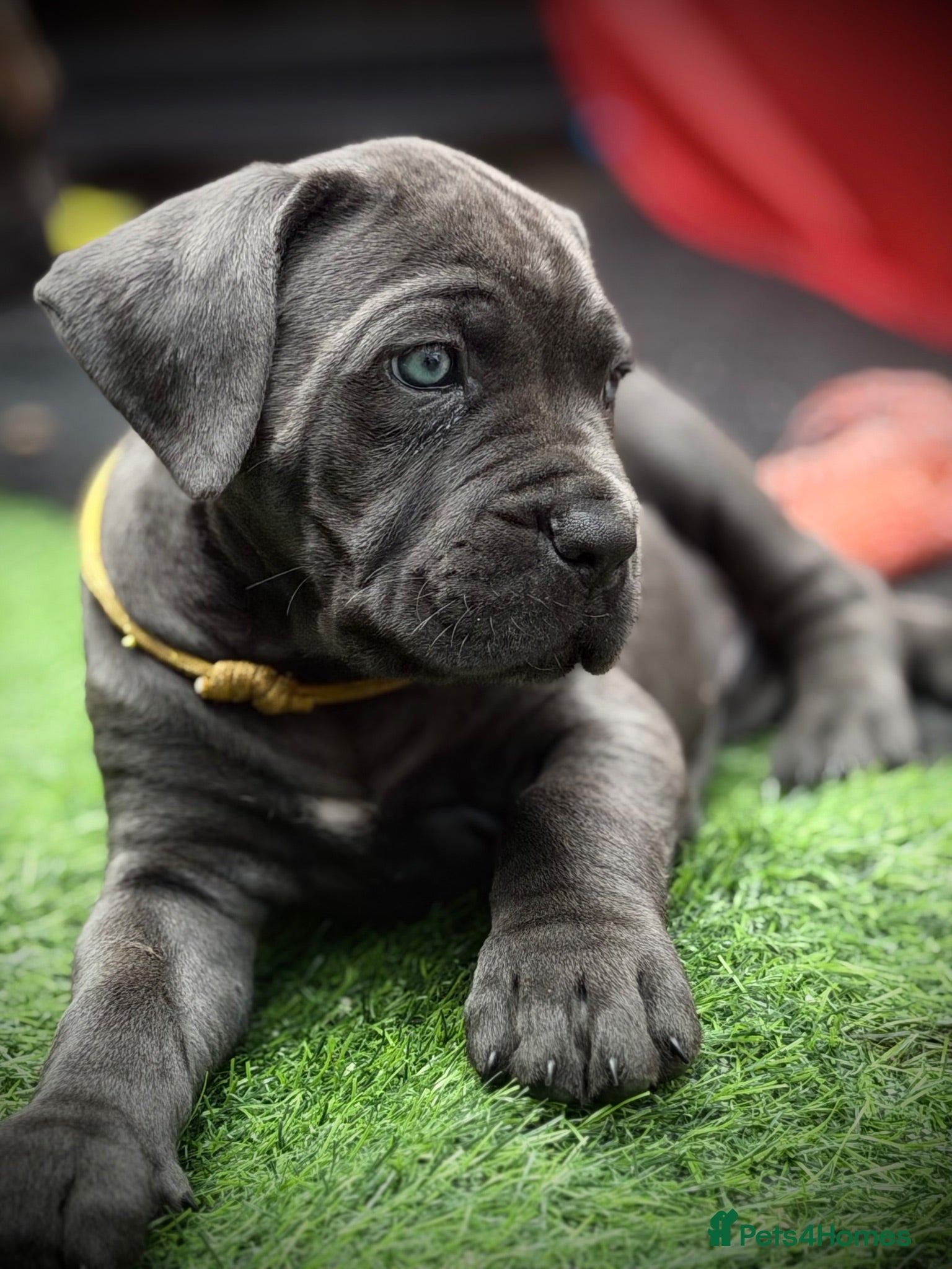 Cane Corso dogs 🐾 Balestra Magica Corso – Litter “K” 🐾 - Advert 2