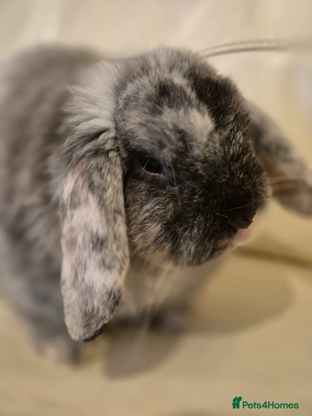 Mini Lop rabbits for sale: Mini Lop Male - Advert 2