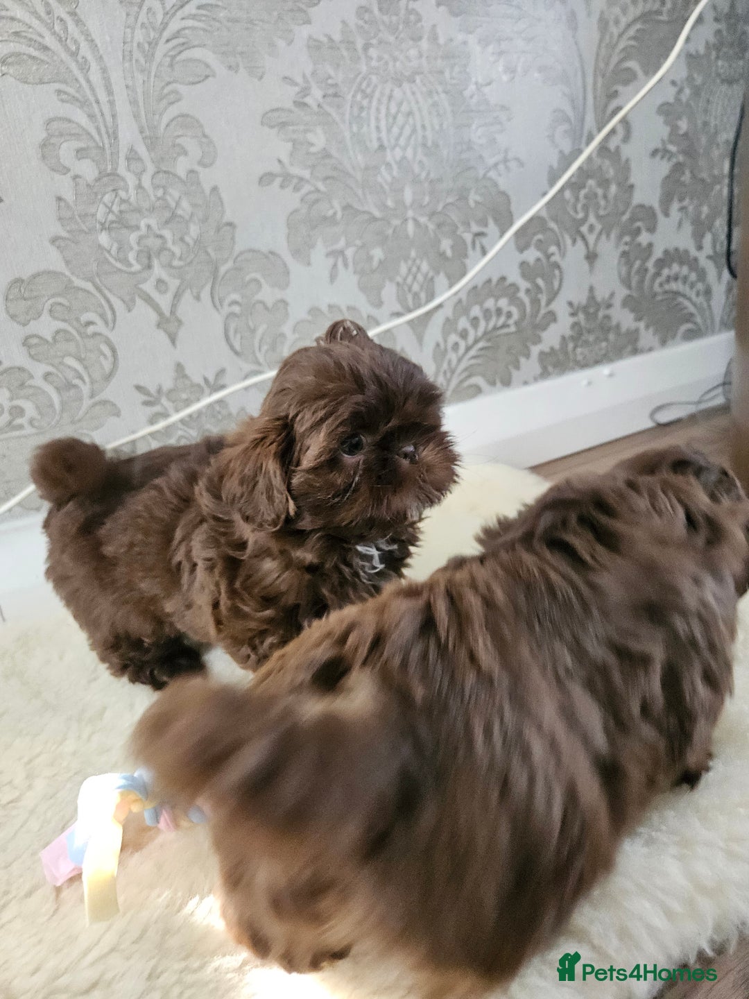 Shih Tzu dogs for sale: SHIH tzu puppies 🐶 outstanding - Image 2