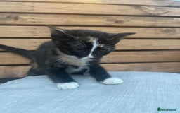 Domestic Shorthair cats for sale: Adorable kittens looking for their forever home  - Image 8