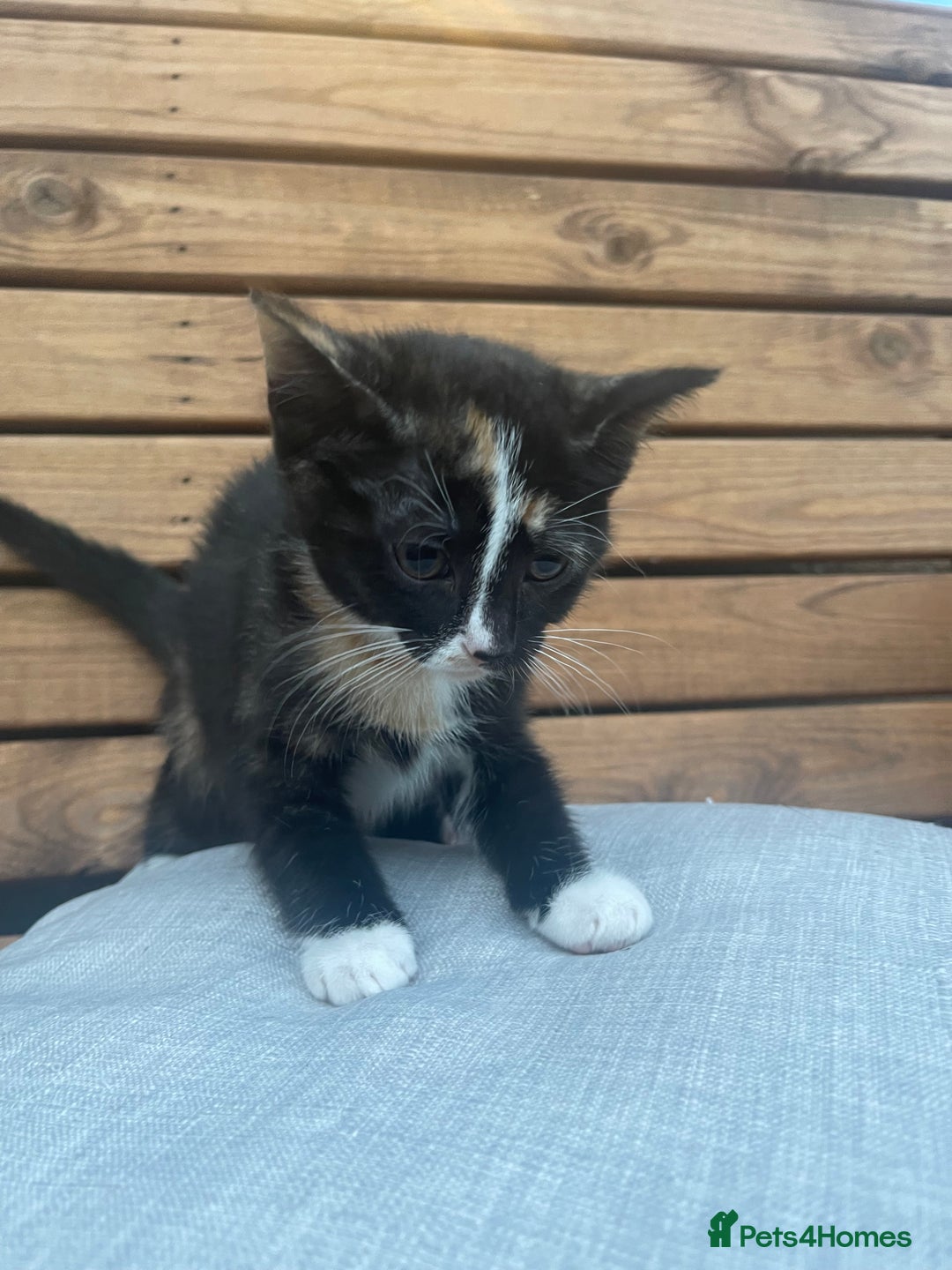 Domestic Shorthair cats for sale: Adorable kittens looking for their forever home  - Image 8