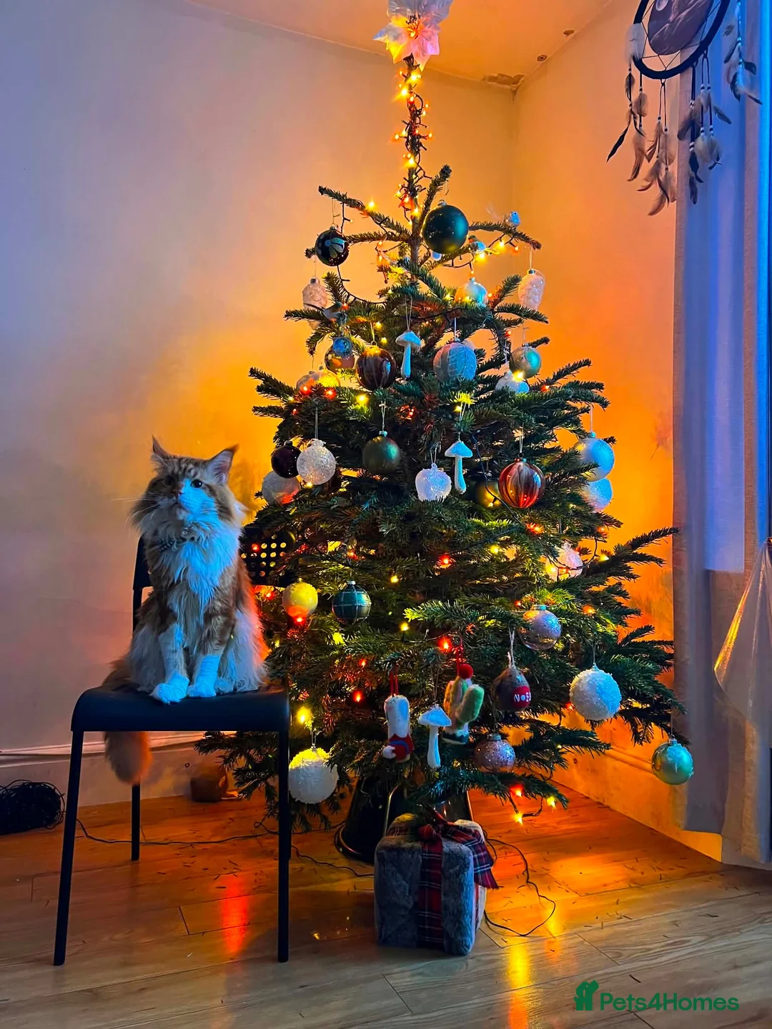 Maine Coon cats for sale: Mainecoon Adult Ginger Male Cat  - Advert 2