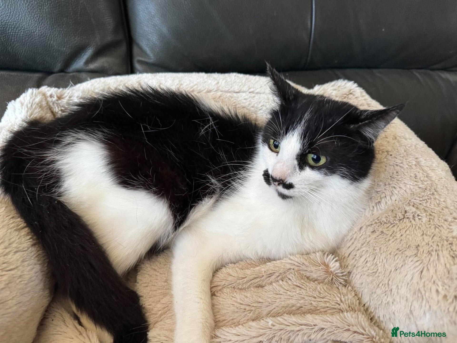 Mixed Breed cats Mama needs a loving home  - Advert 1