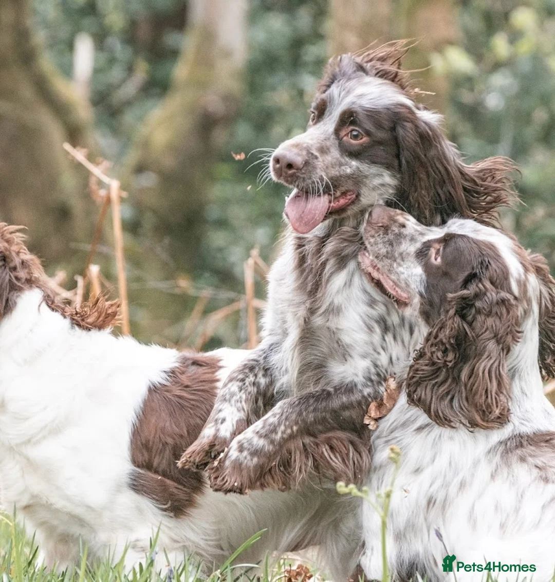 Sprocker dogs for stud: Sprocker for stud  in Blackwood - Advert 2