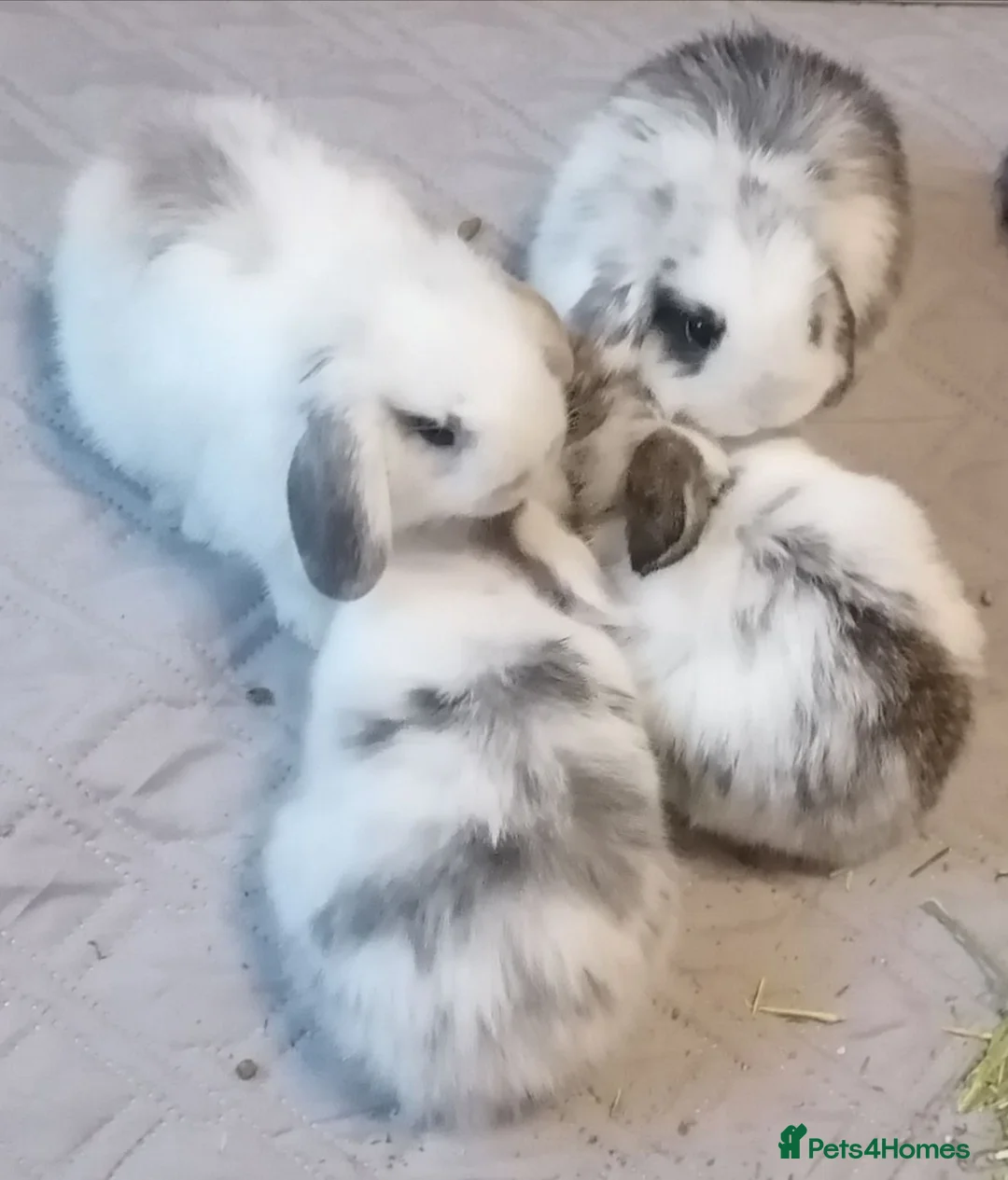 Mini Lop rabbits for sale: 4 mini lop rabbits  - Advert 1