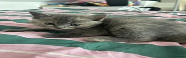 British Shorthair Kitten 5