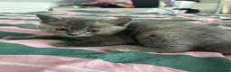British Shorthair cats for sale: 5 British shorthair kittens for sale - Advert 16