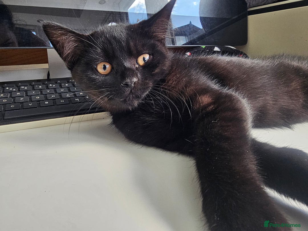 British Shorthair cats for sale:  🐾 Gorgeous Black Kittens – 11 Weeks Old 🐾   - Image 1