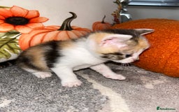 Sokoke cats for sale: Sokoke X tabby  - Image 11