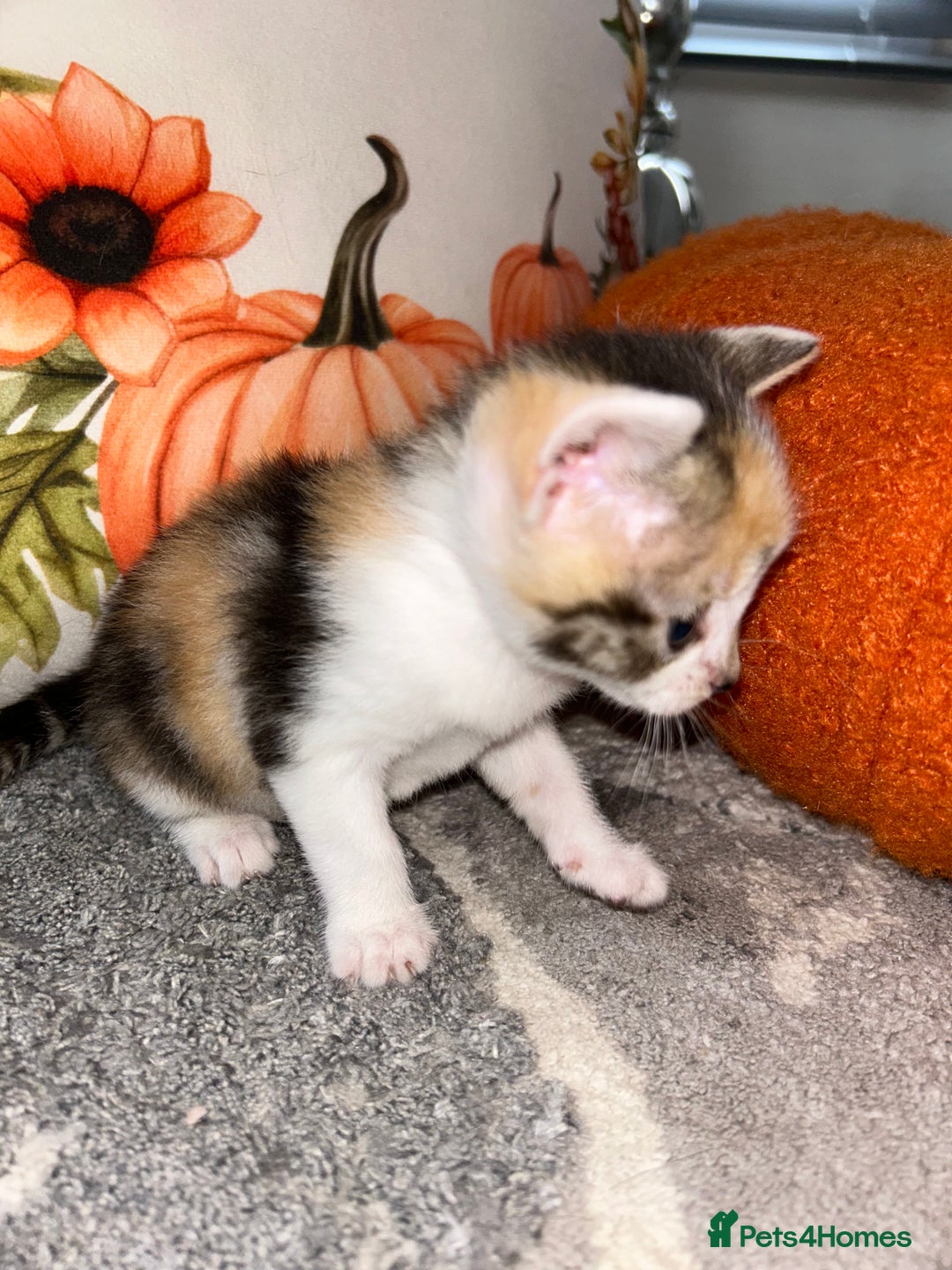 Sokoke cats for sale: Sokoke X tabby  - Image 11