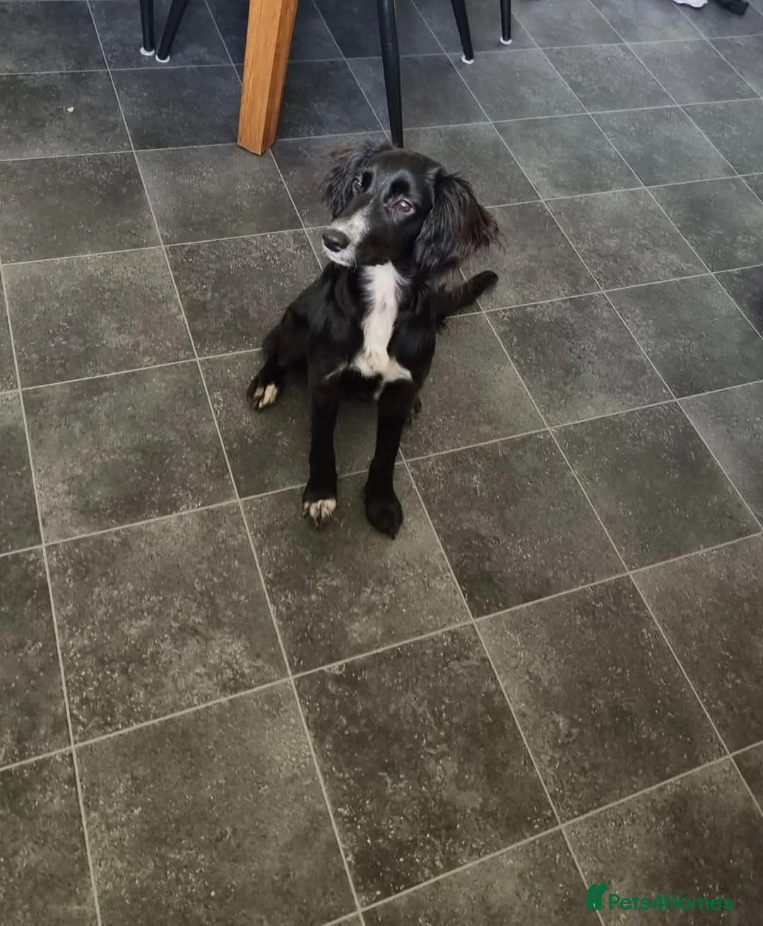 Sprollie dogs for sale: Rehoming our beautiful sprollie girl no fault of in Peterhead - Advert 2